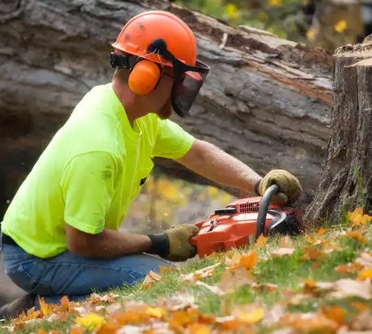 tree services Davison